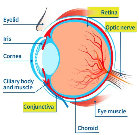parts of the eye: retina, optic nerve, eye muscle, choroid, conjunctiva, ciliary body, cornea, iris and eyelid